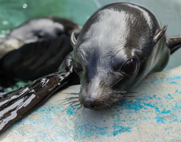 Guadalupe fur seal Yolk