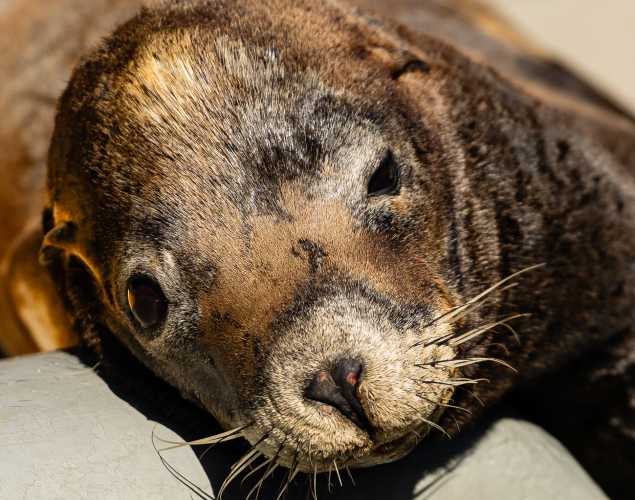 California sea lion Difi
