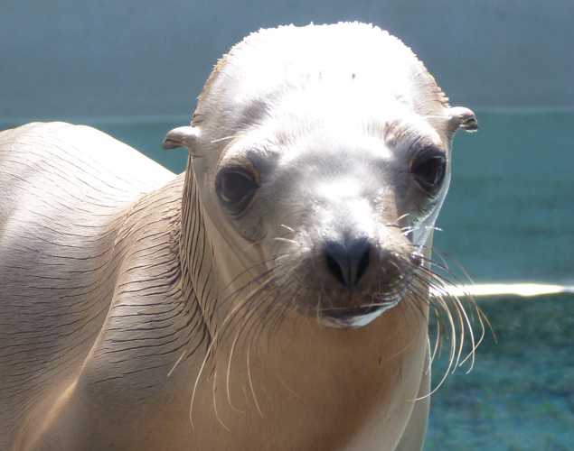California sea lion Twain