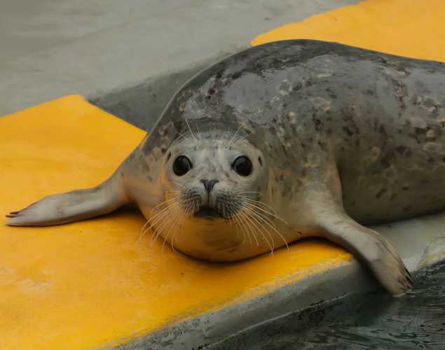 harbor seal Naya