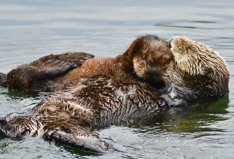 sea otter mom and pup
