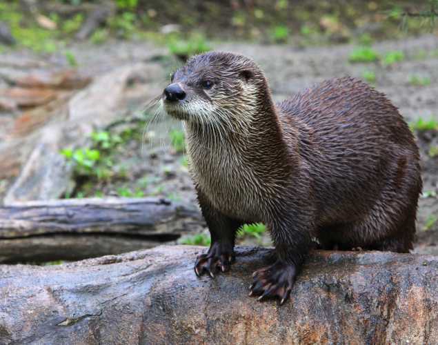 river otter