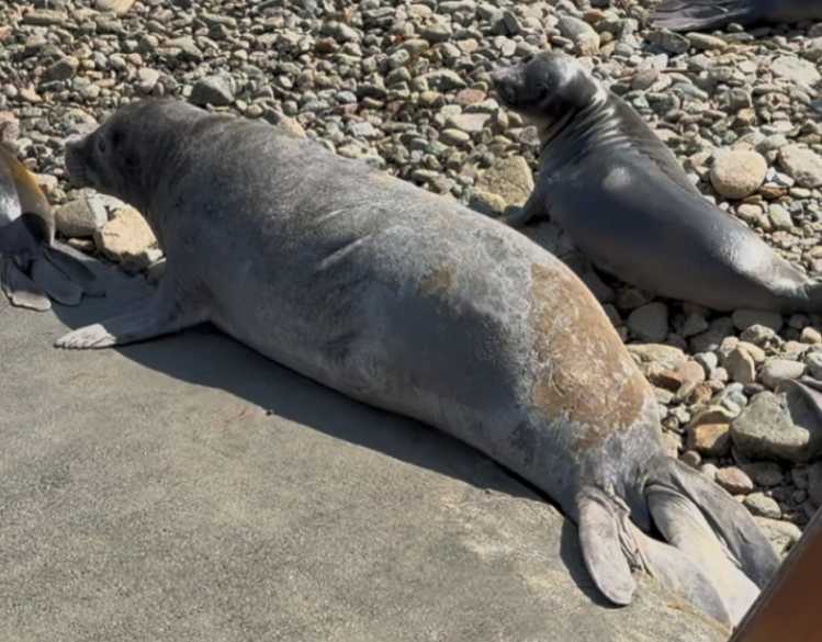 An adult and juvenile elephant seal rest on the beach.