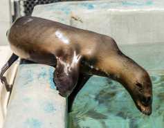 California sea lion diving into a pool