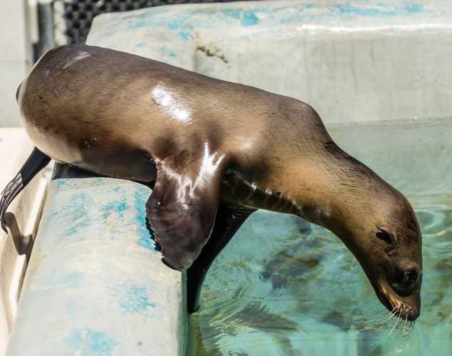 California sea lion diving into a pool