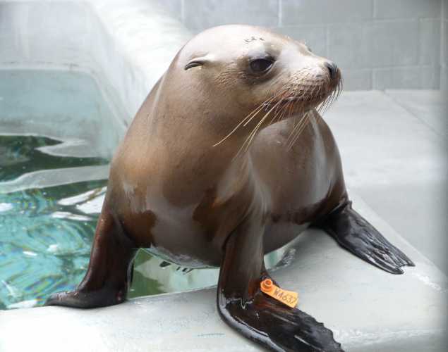 California sea lion Lautner