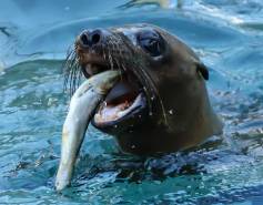 California sea lion eating a fish
