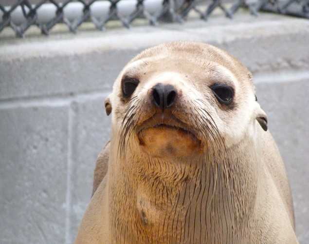 California sea lion Nightowl