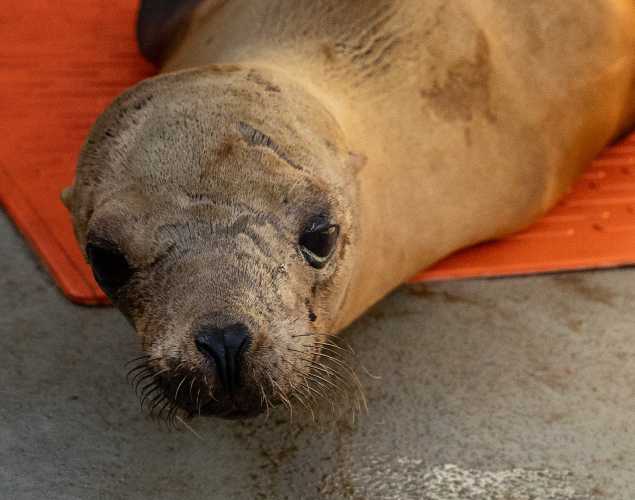 California sea lion Brighty