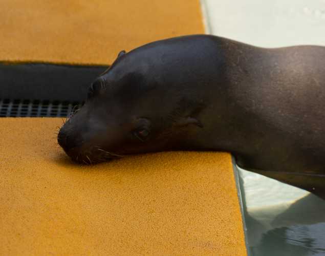 California sea lion Siesta