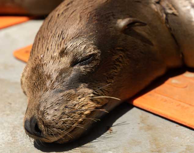 California sea lion Louie