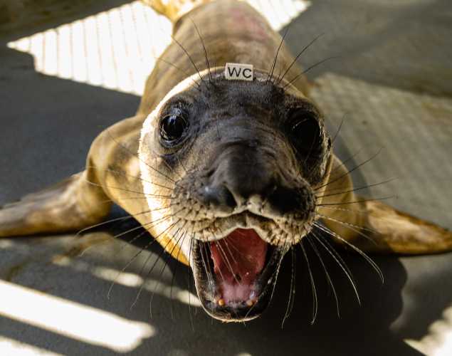 northern elephant seal Ringo