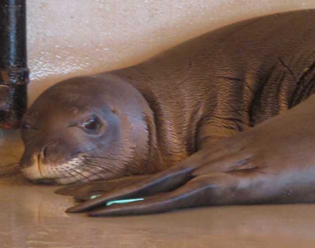 Hawaiian monk seal Ululani