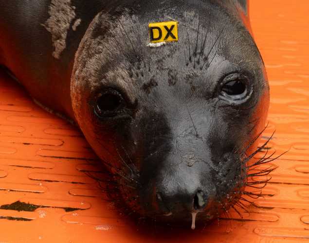 northern elephant seal Chopin