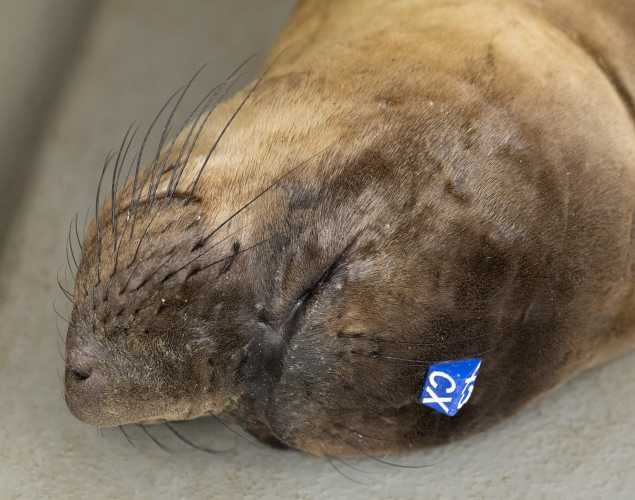 northern elephant seal Cascade