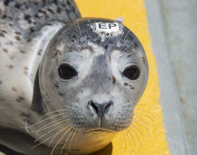 harbor seal Begonia