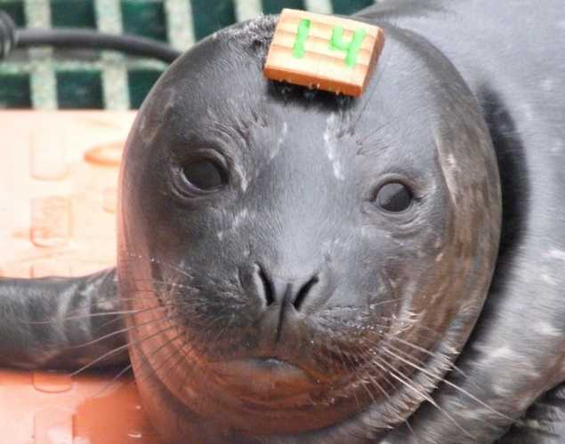 harbor seal Pupster