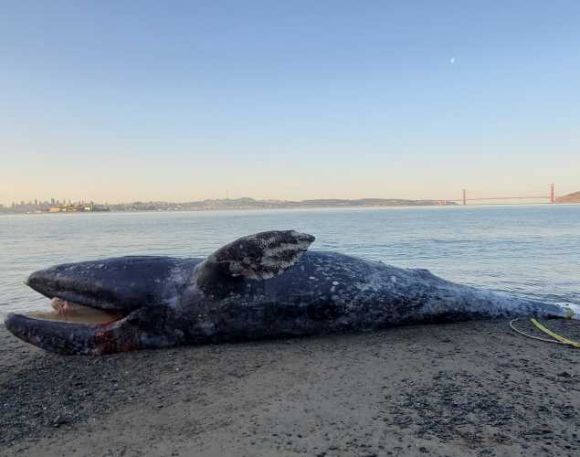 gray whale upside down on an Angel Island beach with Golden Gate Bridge in the distance