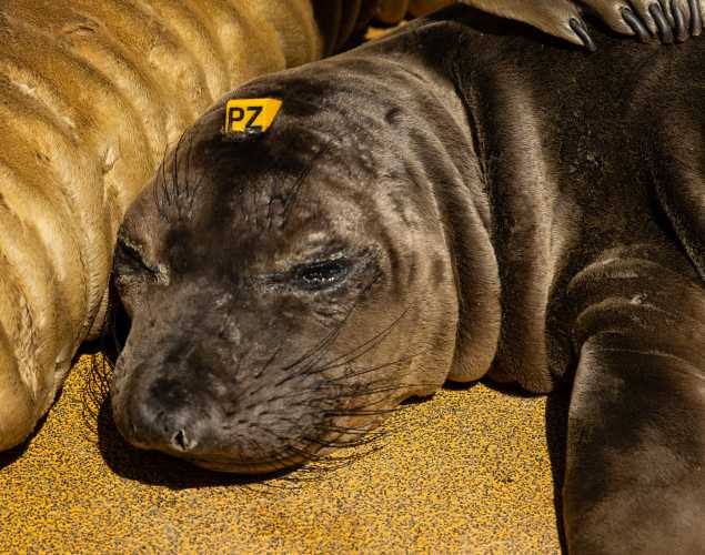 northern elephant seal Pug