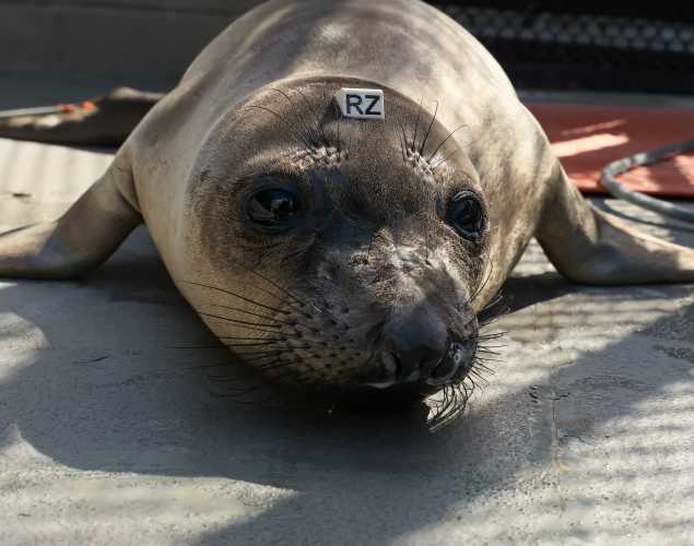 northern elephant seal Ray