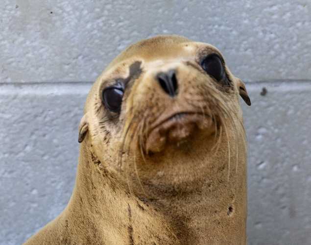 California sea lion Corgi