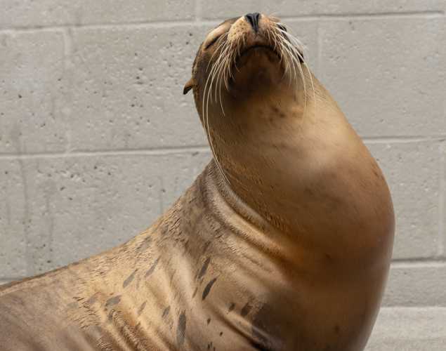 mollusk california sea lion