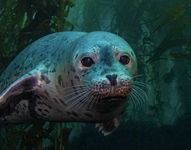 A harbor seal swimming through a kelp forest