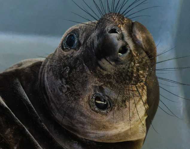 northern elephant seal Remmi