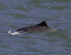 Harbor porpoise surfacing in the water