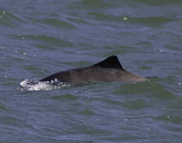 Harbor porpoise surfacing in the water