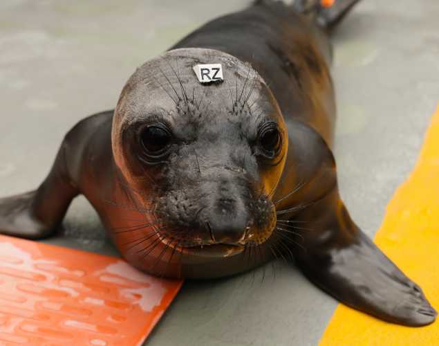 northern elephant seal Ferb