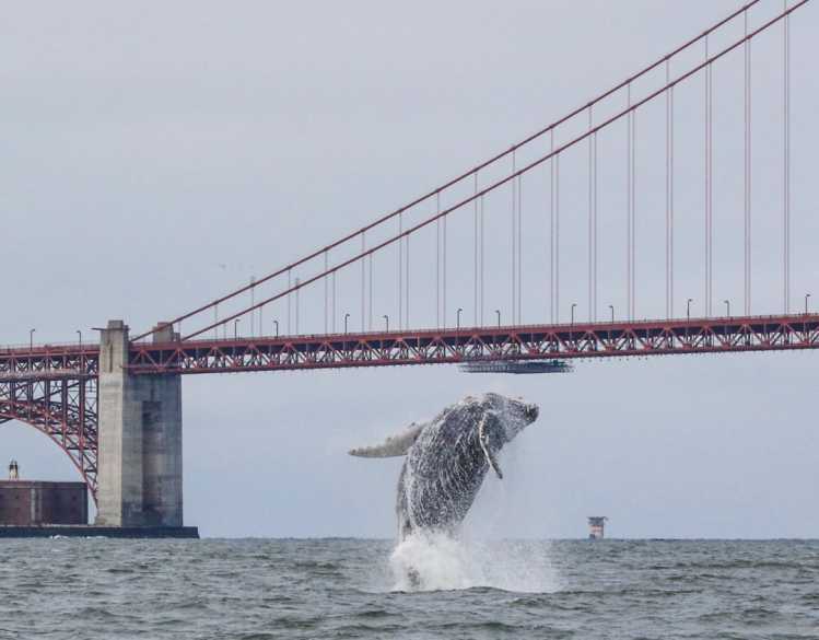 A humpback whale breaches out of the ocean in front of the Golden Gate Bridge.