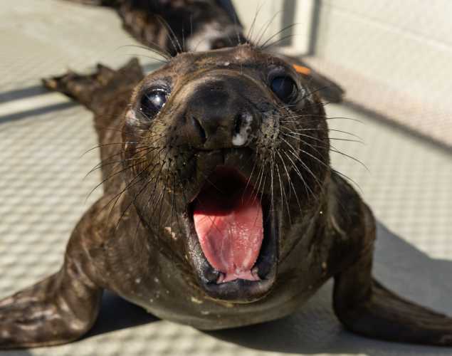 northern elephant seal Pinpoint