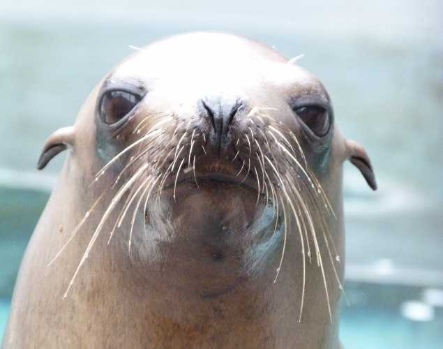 California sea lion Dragonfruit