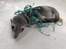 Guadalupe fur seal Snaggle entangled in green netting