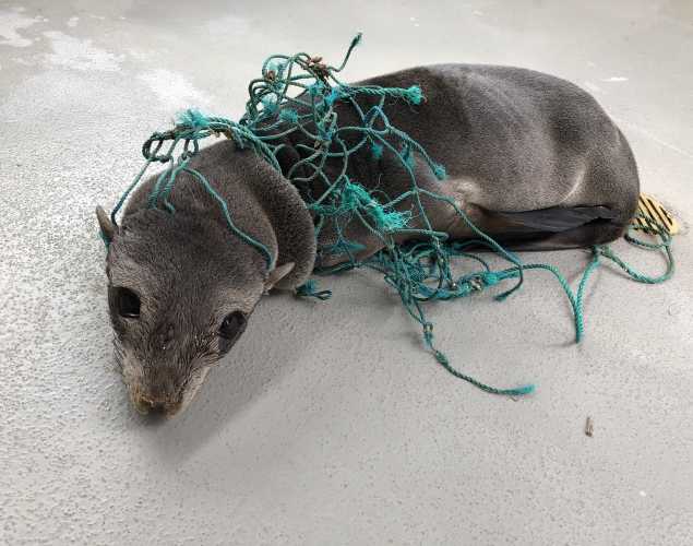 Guadalupe fur seal patient Snaggle wrapped in green netting