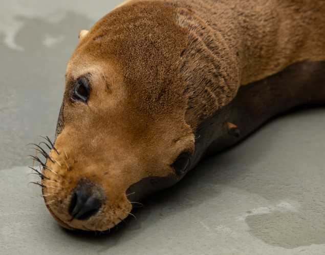 California sea lion Dennis