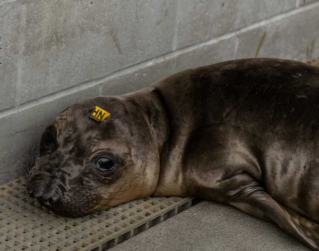 northern elephant seal pup molera