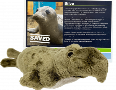 elephant seal Bilbo Adopt-a-Seal certificate and plush