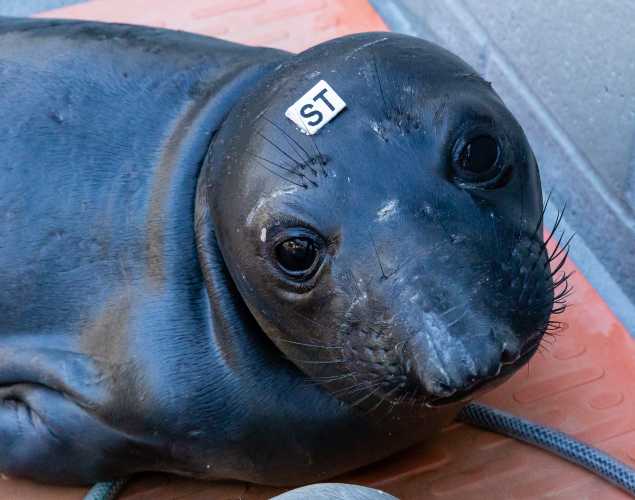 northern elephant seal Stela