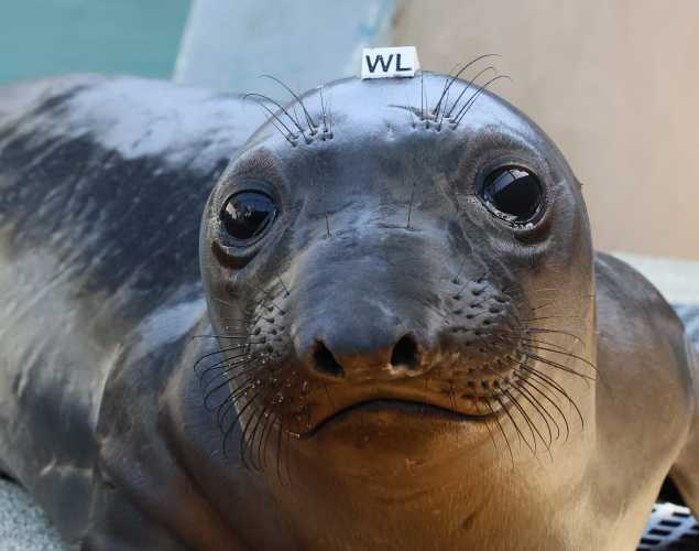 northern elephant seal Wasabi