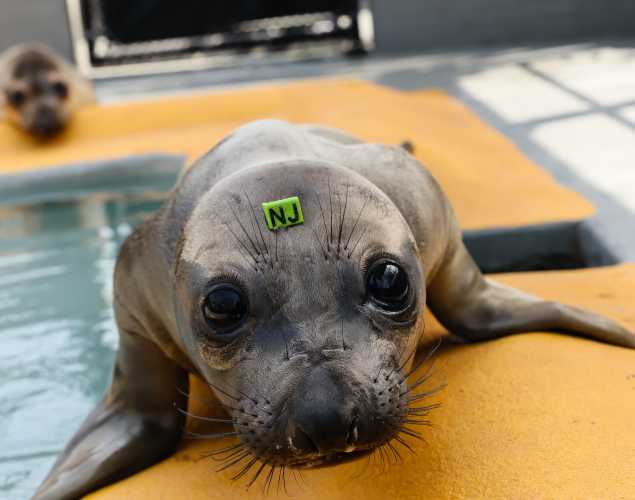 northern elephant seal Stir