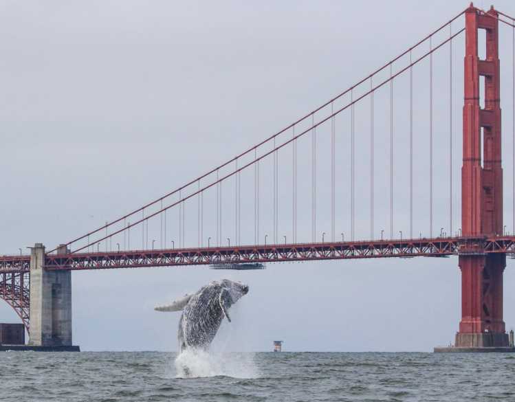 A humpback whale breaches out of the ocean in front of the Golden Gate Bridge.