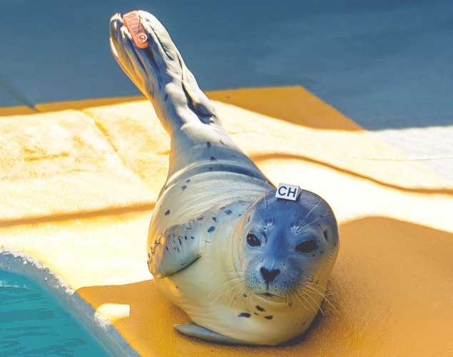 harbor seal Harvey
