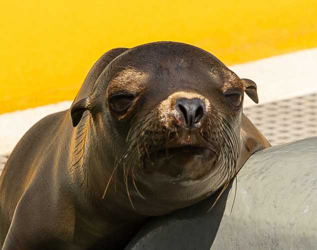 California sea lion Jamboree