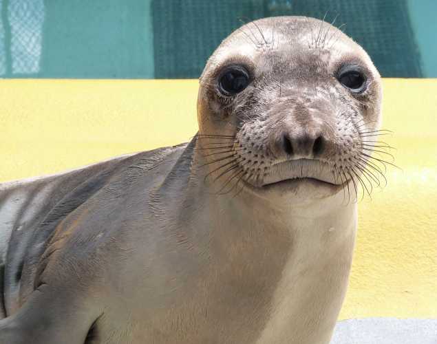 northern elephant seal Liddey