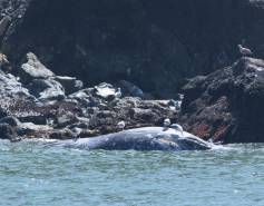 stranded gray whale