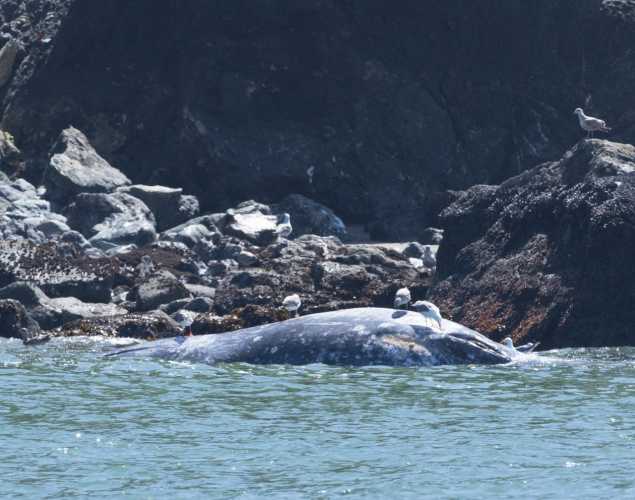 stranded gray whale