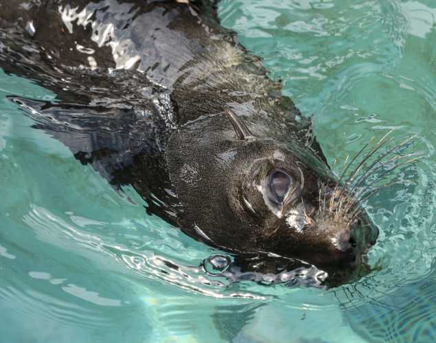 Guadalupe fur seal Olallieberry