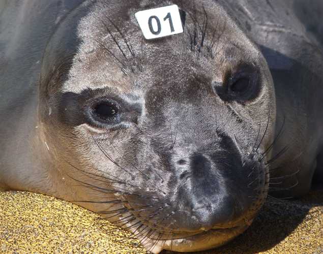 northern elephant seal Pangerban